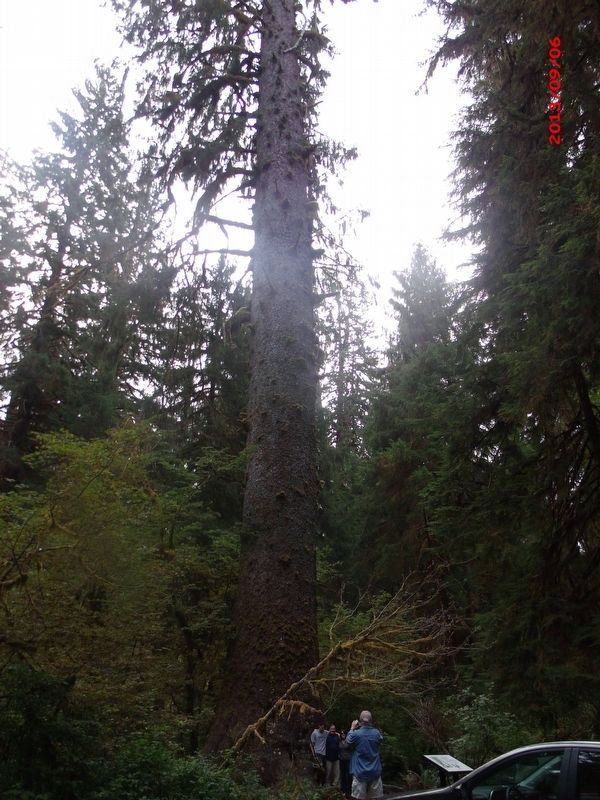 Rain Forest Monarch Marker. Click for full size. Rain Forest Monarch Marker image. Click for full size.