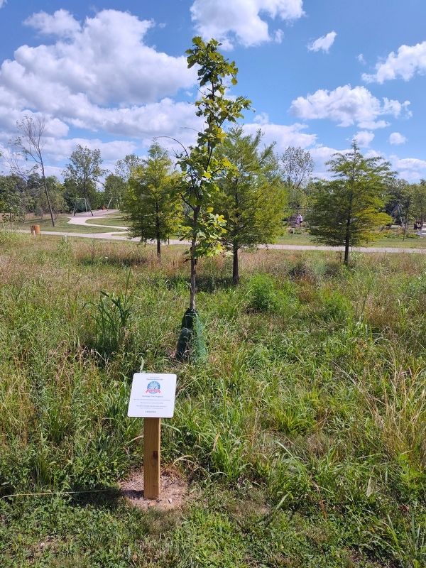 Swamp White Oak (Quercus bicolor) Marker. Click for full size. Swamp White Oak (Quercus bicolor) Marker image. Click for full size.