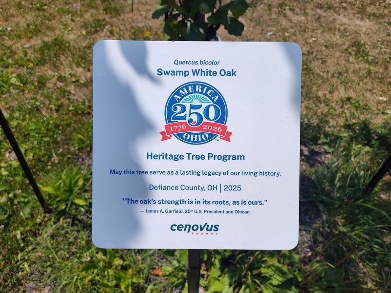 Swamp White Oak (Quercus bicolor) Marker. Click for full size. Swamp White Oak (Quercus bicolor) Marker image. Click for full size.