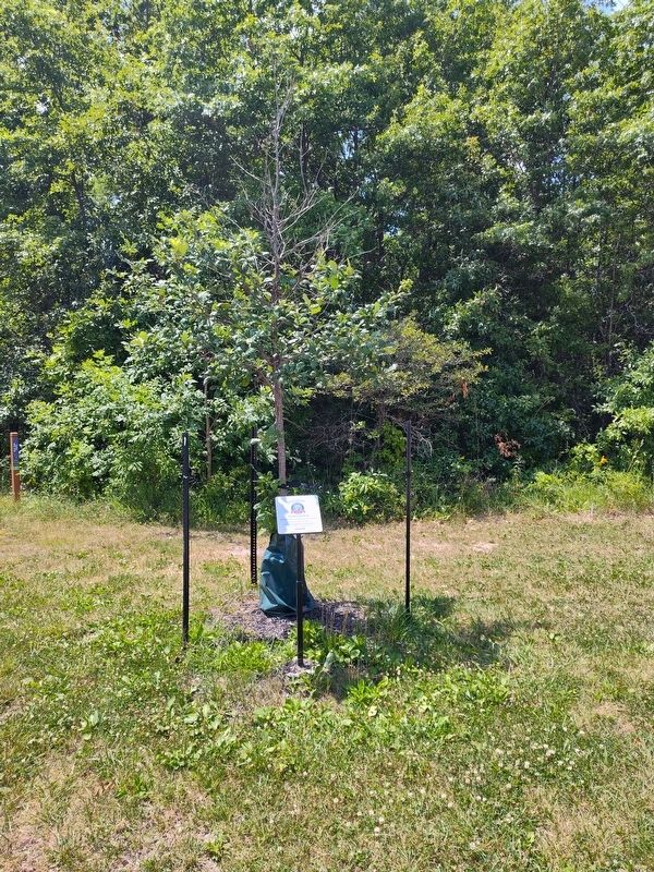 Swamp White Oak (Quercus bicolor) Marker. Click for full size. Swamp White Oak (Quercus bicolor) Marker image. Click for full size.