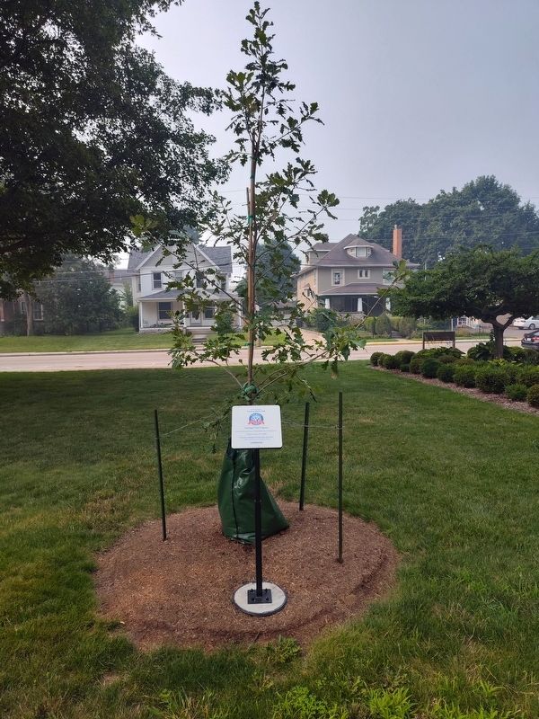 Swamp White Oak (Quercus bicolor) Marker. Click for full size. Swamp White Oak (Quercus bicolor) Marker image. Click for full size.