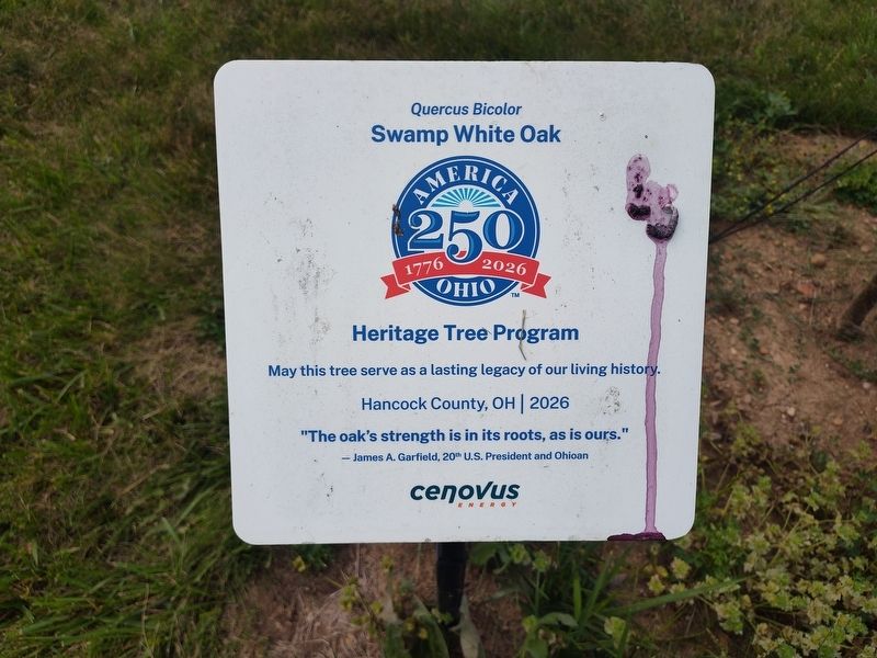 Swamp White Oak (Quercus bicolor) Marker. Click for full size. Swamp White Oak (Quercus bicolor) Marker image. Click for full size.