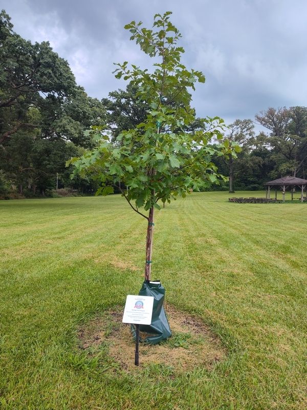 Swamp White Oak (Quercus bicolor) Marker image. Click for full size.
