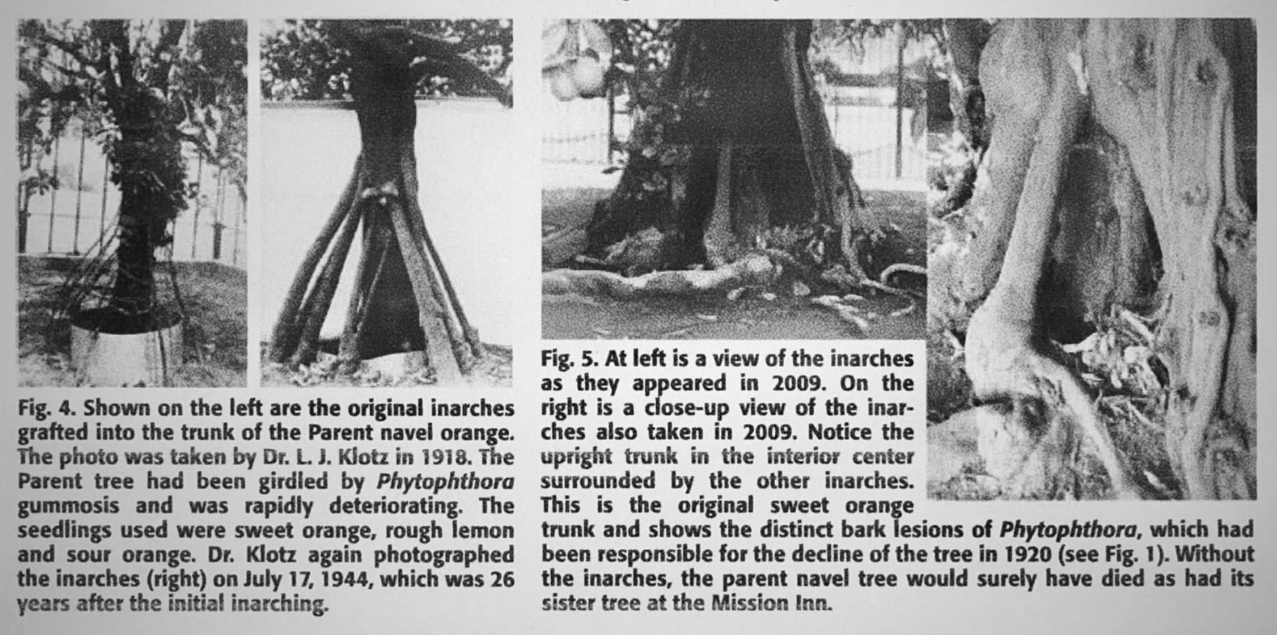 Parent Washington Navel Orange Tree image. Click for full size.