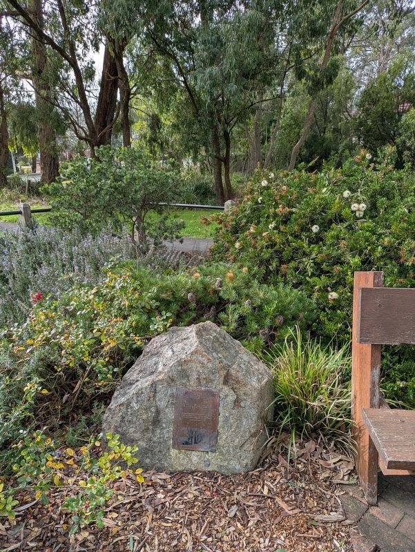 Shire of Lillydale Avenue of Honour Marker in the Mount Evelyn Memorial Gardens. Click for full size. Shire of Lillydale Avenue of Honour Marker in the Mount Evelyn Memorial Gardens image. Click for full size.