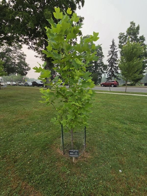 Warren County Liberty Tree and Marker. Click for full size. Warren County Liberty Tree and Marker image. Click for full size.