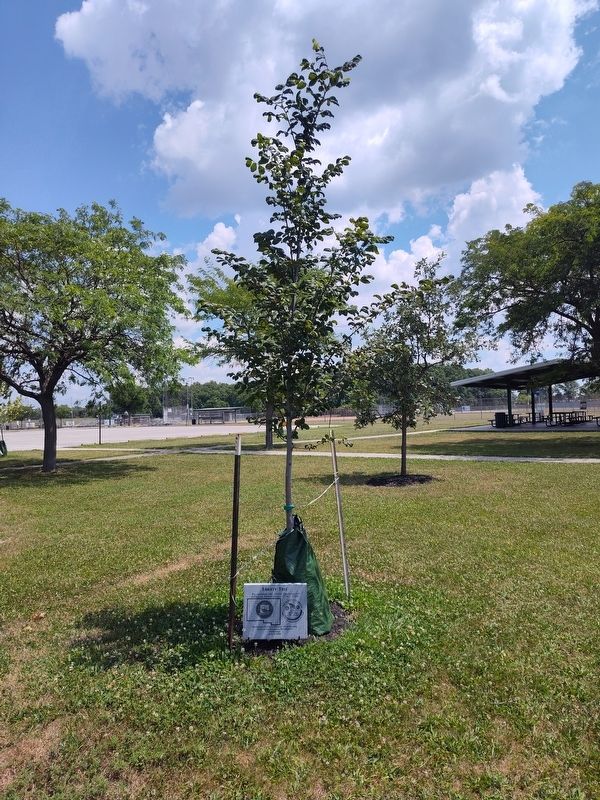 Liberty Tree Marker. Click for full size. Liberty Tree Marker image. Click for full size.