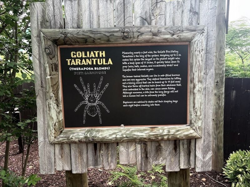 Goliath Tarantula sign. Click for full size. Goliath Tarantula sign image. Click for full size.