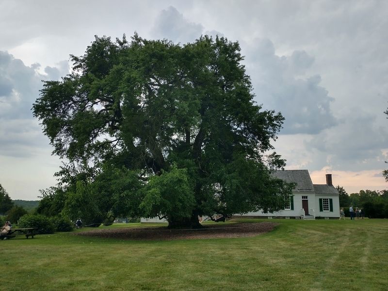 Osage Orange Tree image. Click for full size.