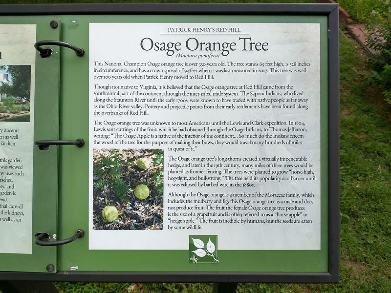 Osage Orange Tree Marker. Click for full size. Osage Orange Tree Marker image. Click for full size.