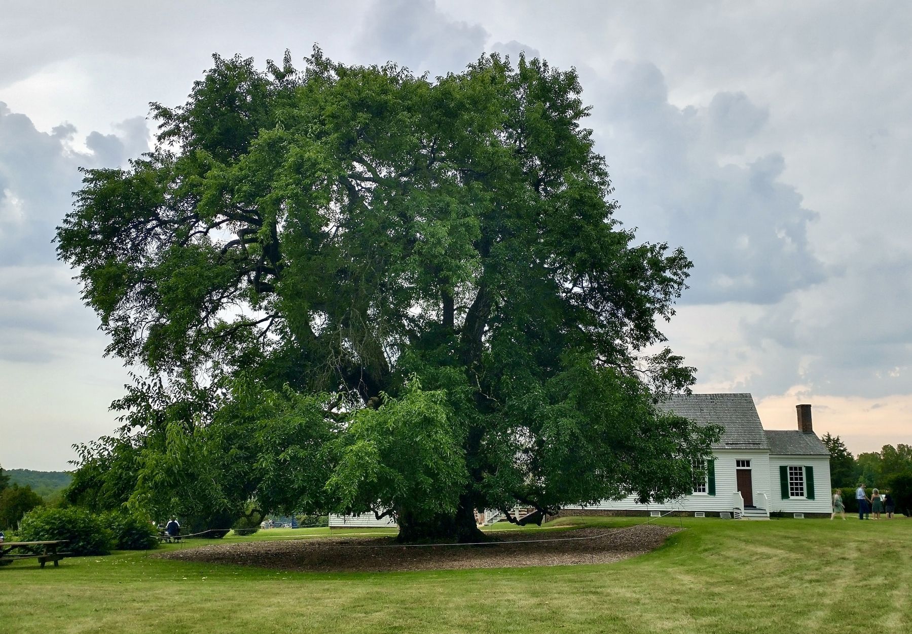 Osage Orange Tree. Click for full size. Osage Orange Tree image. Click for full size.