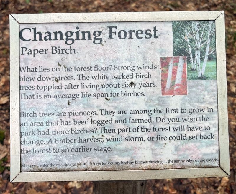 Changing Forest Marker. Click for full size. Changing Forest Marker image. Click for full size.