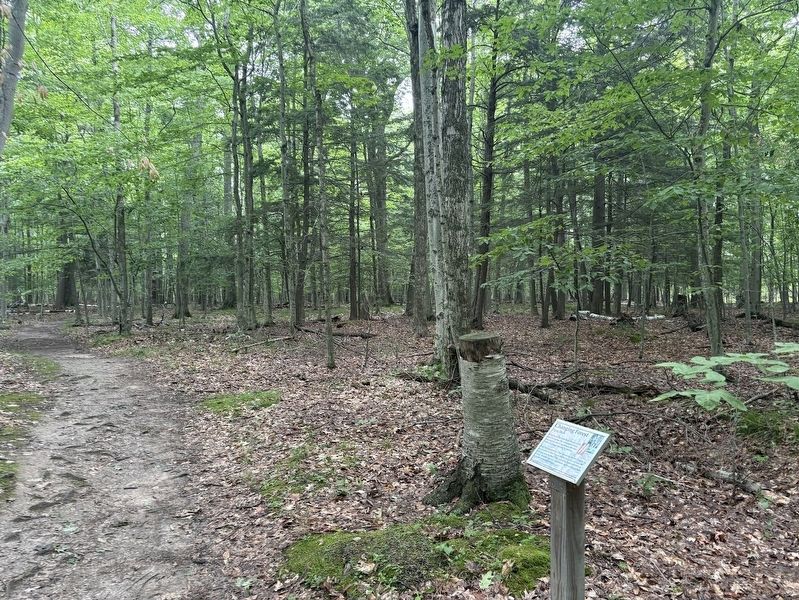 Changing Forest Marker. Click for full size. Changing Forest Marker image. Click for full size.