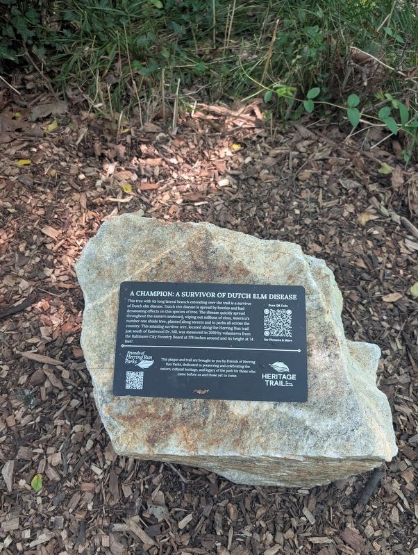 A Champion: a Survivor of Dutch Elm Disease Marker. Click for full size. A Champion: a Survivor of Dutch Elm Disease Marker image. Click for full size.