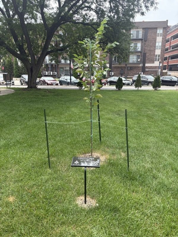 Liberty Tree. Click for full size. Liberty Tree image. Click for full size.