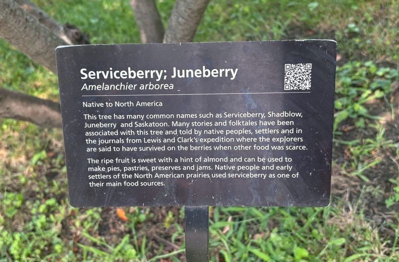 Serviceberry; Juneberry Marker image. Click for full size.