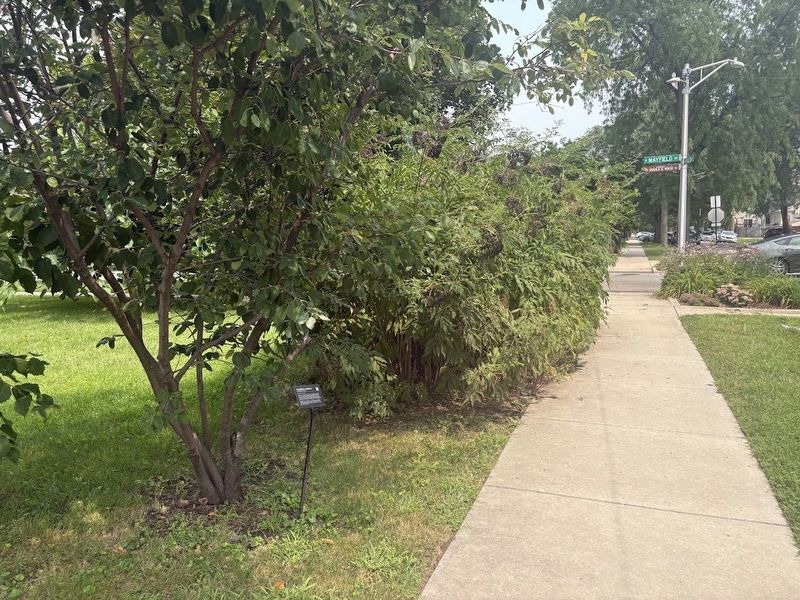 Serviceberry; Juneberry Marker image. Click for full size.