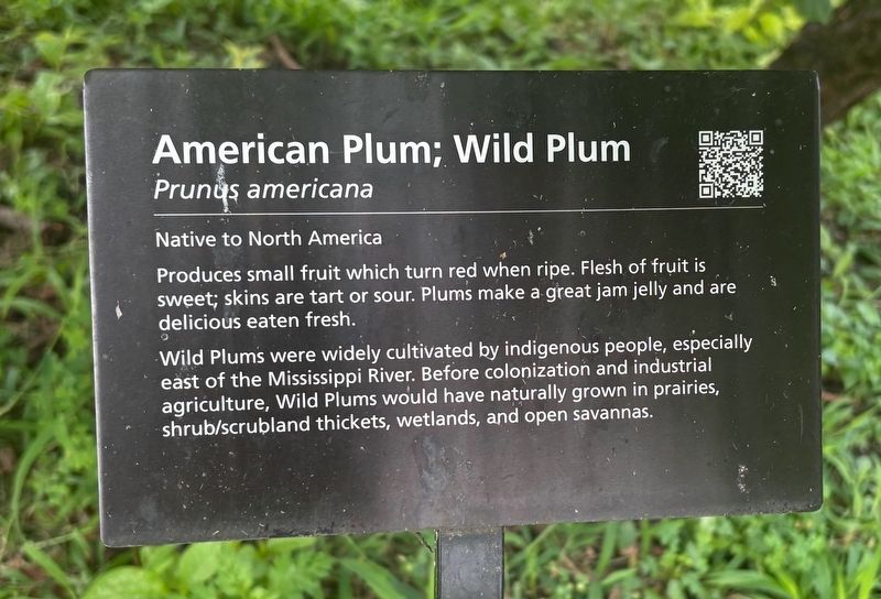 American Plum; Wild Plum Marker. Click for full size. American Plum; Wild Plum Marker image. Click for full size.