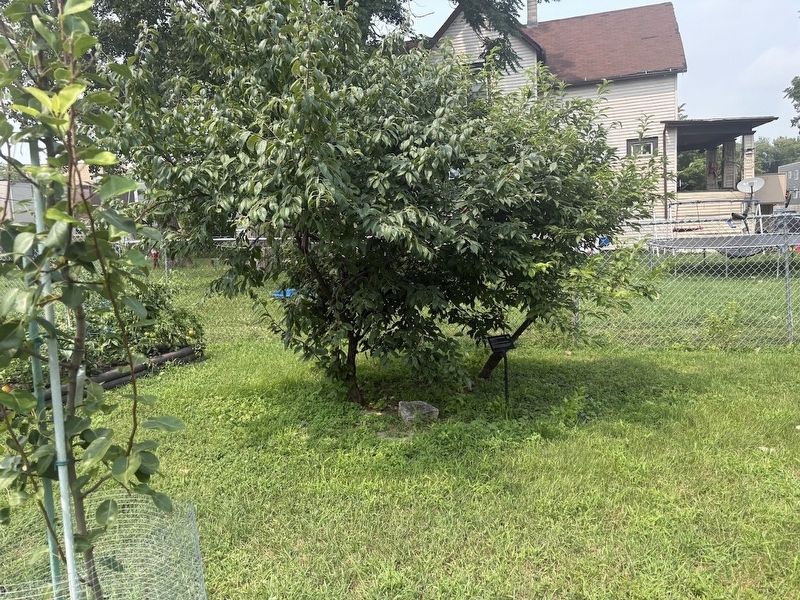 American Plum; Wild Plum Marker. Click for full size. American Plum; Wild Plum Marker image. Click for full size.