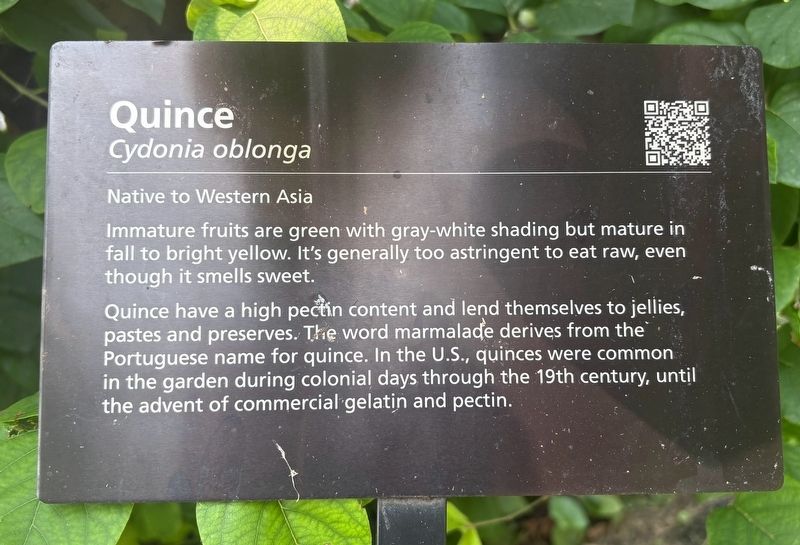 Quince Marker. Click for full size. Quince Marker image. Click for full size.