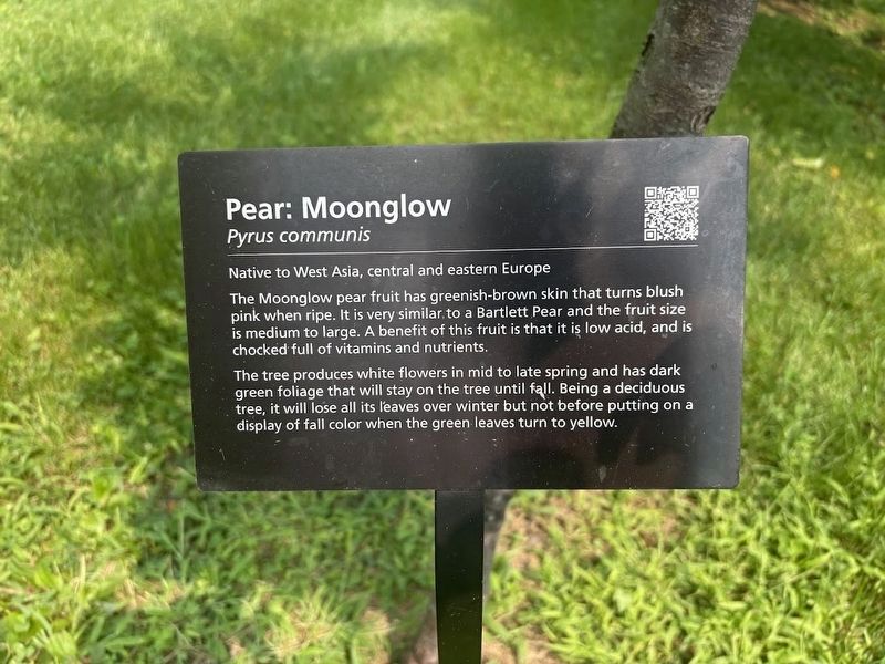 Marker for Moonglow Pear. Click for full size. Marker for Moonglow Pear image. Click for full size.