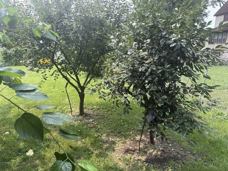 Two tart cherry trees at Mayfield Community Garden. Click for full size. Two tart cherry trees at Mayfield Community Garden image. Click for full size.