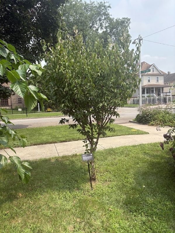 Cornelian Cherry Marker. Click for full size. Cornelian Cherry Marker image. Click for full size.