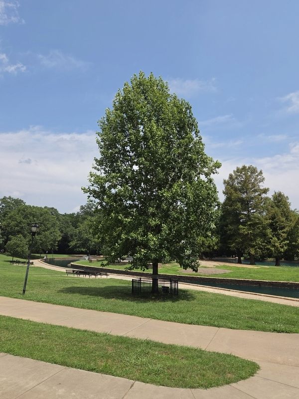 The North Carolina Liberty Tree on the west side of Freedom Park Lake. Click for full size. The North Carolina Liberty Tree on the west side of Freedom Park Lake image. Click for full size.