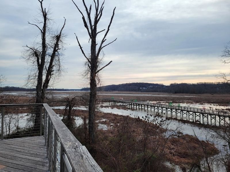 View of Neabsco Creek and Boardwalk from the observation deck above the marker. Click for full size. View of Neabsco Creek and Boardwalk from the observation deck above the marker image. Click for full size.