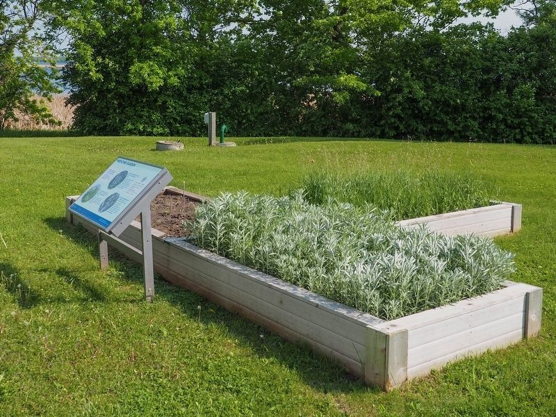 Medicine Garden and Marker image. Click for full size.