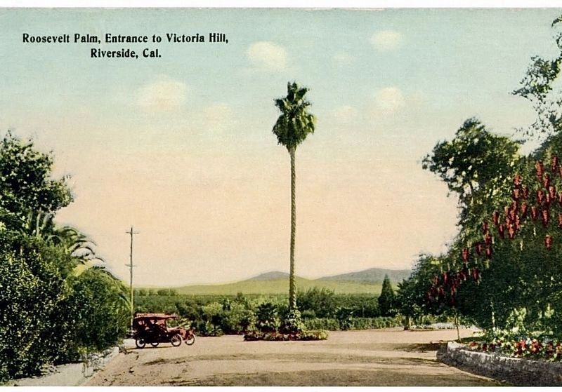 Roosevelt Palm Postcard. Click for full size. Roosevelt Palm Postcard image. Click for full size.