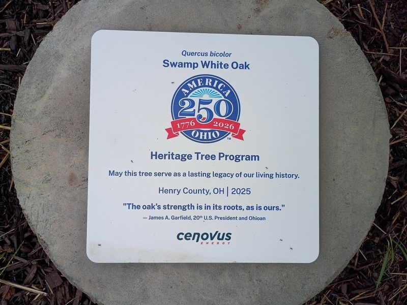 Swamp White Oak (Quercus bicolor) Marker. Click for full size. Swamp White Oak (Quercus bicolor) Marker image. Click for full size.