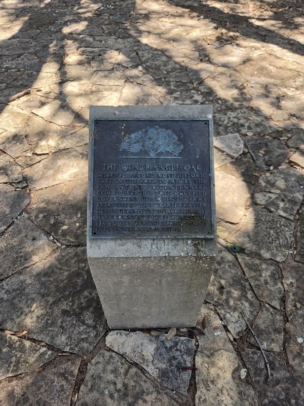 The Quadrangle Oak Marker. Click for full size. The Quadrangle Oak Marker image. Click for full size.