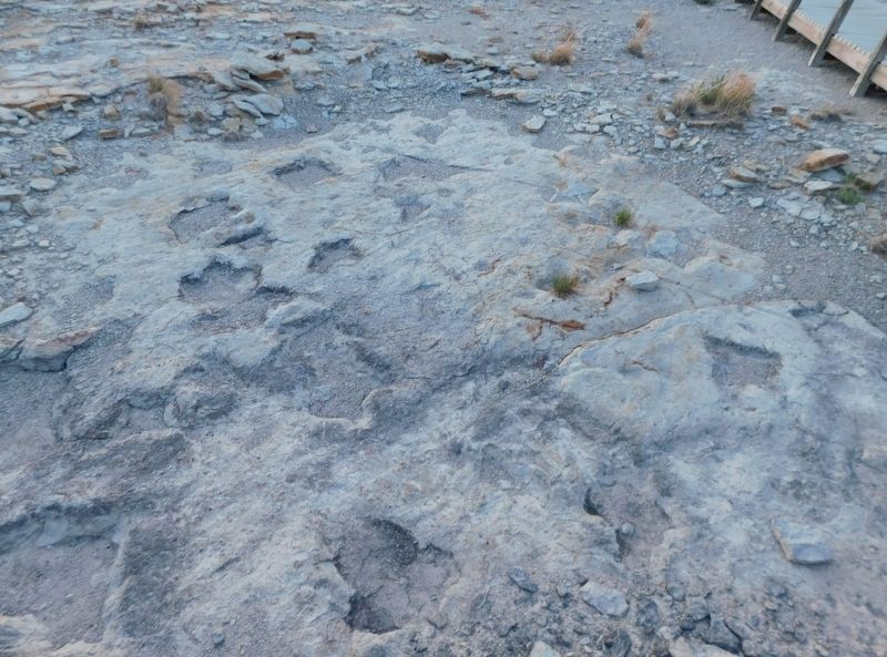 Dinosaur Tracks at Trackway State Park. Click for full size. Dinosaur Tracks at Trackway State Park image. Click for full size.