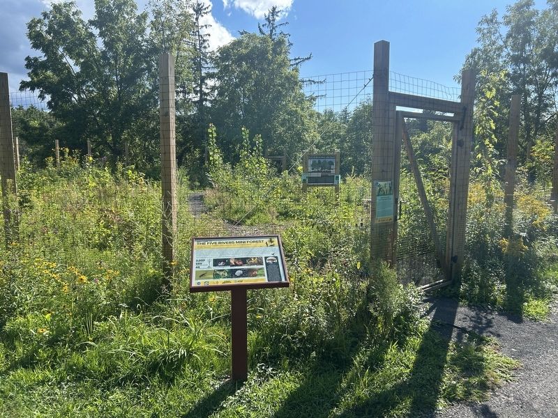 The Five Rivers Mini Forest Marker. Click for full size. The Five Rivers Mini Forest Marker image. Click for full size.