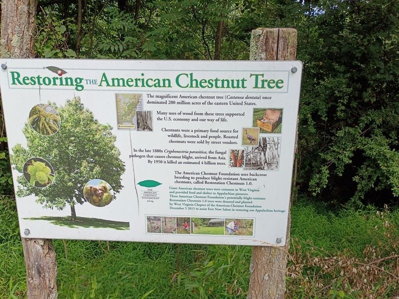Restoring The American Chestnut Tree Marker. Click for full size. Restoring The American Chestnut Tree Marker image. Click for full size.