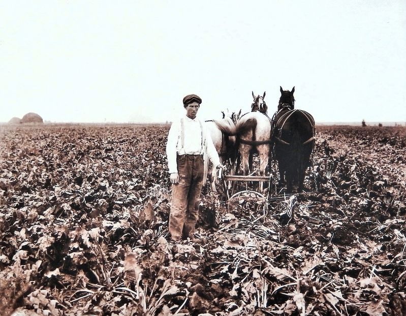 Marker detail: Sugar Beet Farming. Click for full size. Marker detail: Sugar Beet Farming image. Click for full size.