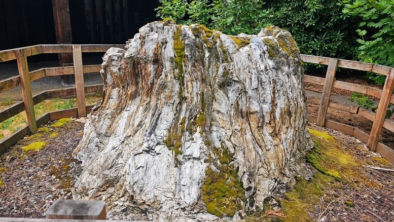 Petrified Stump. Click for full size. Petrified Stump image. Click for full size.
