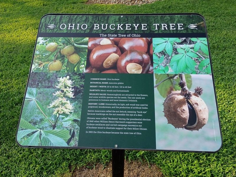 Ohio Buckeye Tree Marker. Click for full size. Ohio Buckeye Tree Marker image. Click for full size.