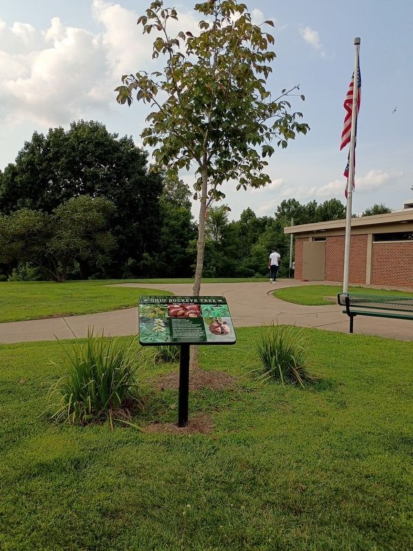 Ohio Buckeye Tree Marker. Click for full size. Ohio Buckeye Tree Marker image. Click for full size.