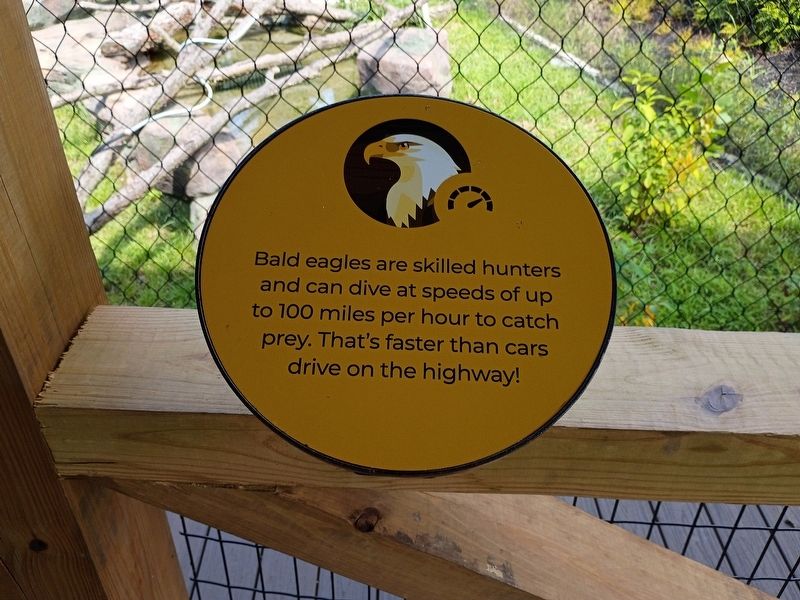 Bald Eagle Marker image. Click for full size.