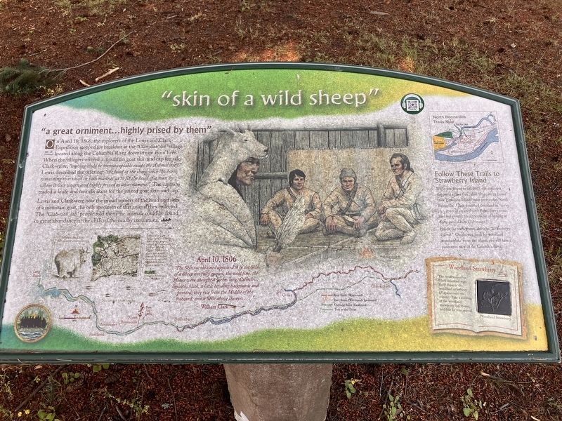 "skin of a wild sheep" Marker. Click for full size. "skin of a wild sheep" Marker image. Click for full size.