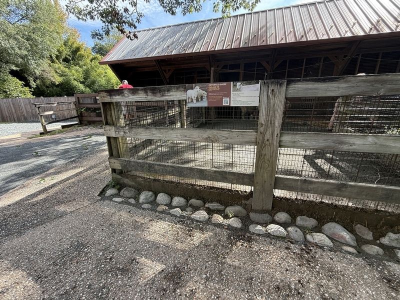 Cotswold Sheep Exhibit. Click for full size. Cotswold Sheep Exhibit image. Click for full size.