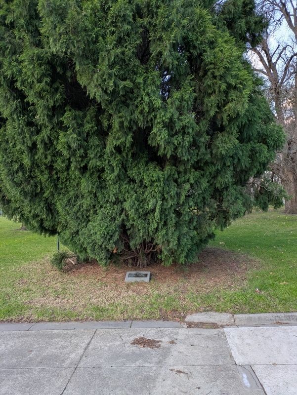 Imperial Camel Corps Marker at the 16th Tree. Click for full size. Imperial Camel Corps Marker at the 16th Tree image. Click for full size.