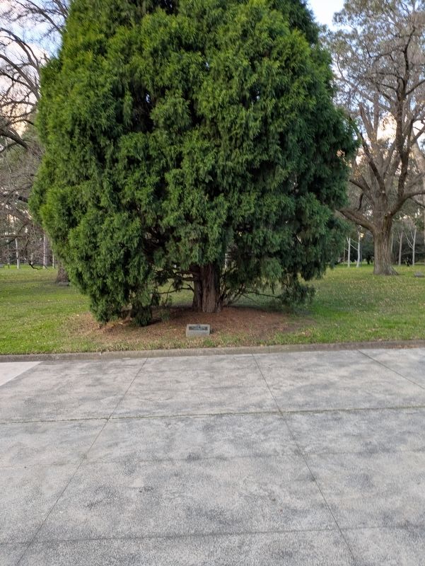 13th Light Horse Marker at the Tree image. Click for full size.