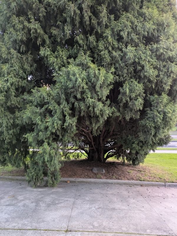 3rd Cavalry Regiment Marker at the Tree. Click for full size. 3rd Cavalry Regiment Marker at the Tree image. Click for full size.