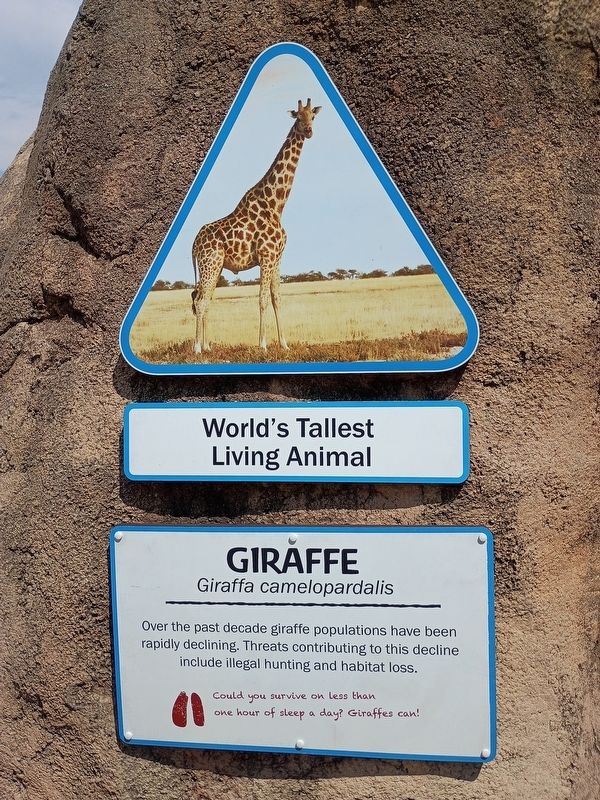 Giraffe Marker. Click for full size. Giraffe Marker image. Click for full size.
