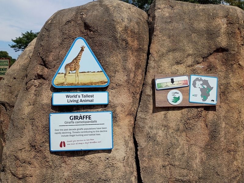 Giraffe Marker. Click for full size. Giraffe Marker image. Click for full size.