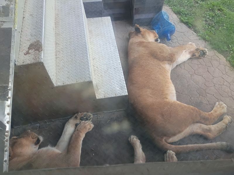 Ewaso Lions in their exhibit. Click for full size. Ewaso Lions in their exhibit image. Click for full size.
