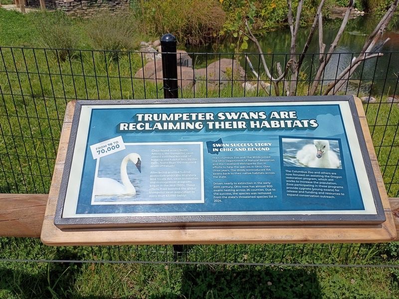 Trumpeter Swans Are Reclaiming Their Habitats Marker. Click for full size. Trumpeter Swans Are Reclaiming Their Habitats Marker image. Click for full size.
